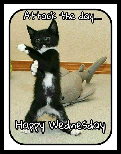 wednesday memes work funny animals